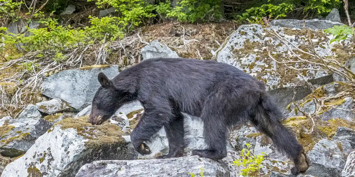 Adult male black bear walking across mossy boulders in coastal rainforest