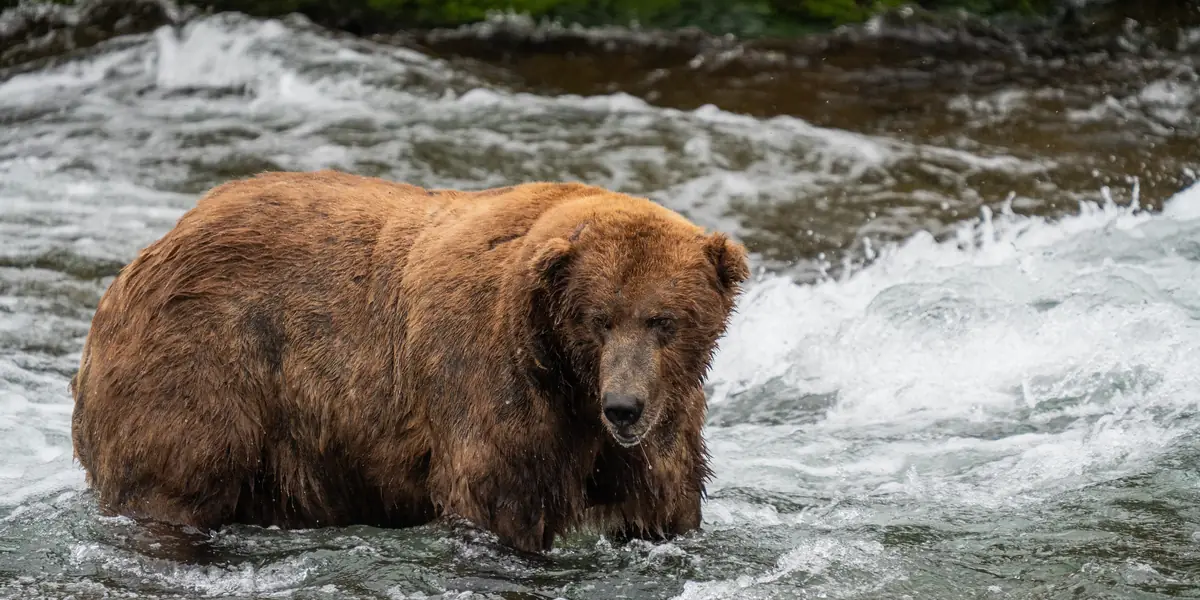 Bear 747, a huge adult male brown bear (boar), standing in the rushing Brooks River, Katmai National Park, Alaska