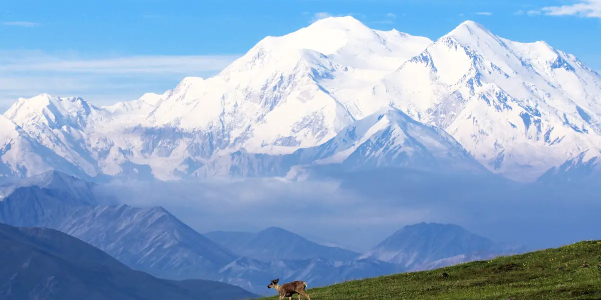 Bull caribou on open tundra with snowy Denali rising behind it, Alaska