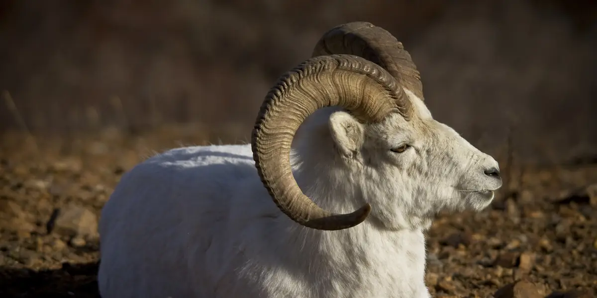Dall sheep ram with heavy curled horns resting on rocky ground in low sun, Denali National Park, Alaska