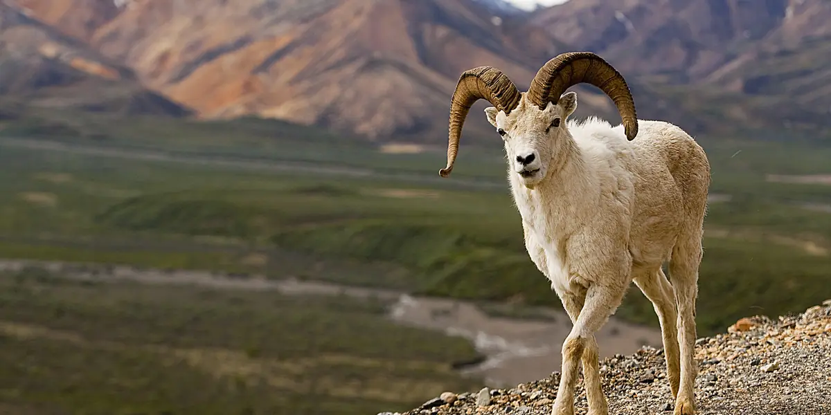Dall sheep ram with big curled horns standing on a mountain ridge above a wide valley, Polychrome Mountain, Denali National Park, Alaska