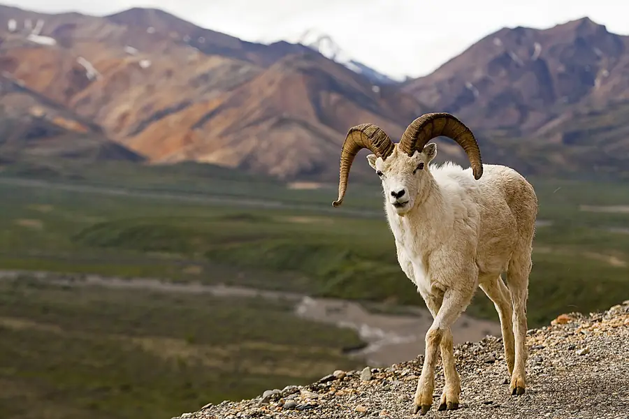 Dall sheep ram with big curled horns standing on a mountain ridge above a wide valley, Polychrome Mountain, Denali National Park, Alaska
