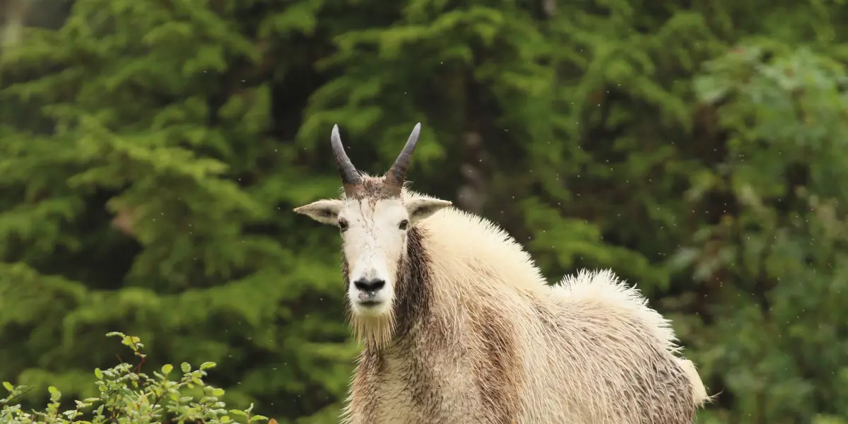 Mountain goat billy with black horns standing near the summit of Dude Mountain, Tongass National Forest, Alaska