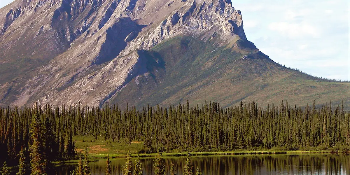 Moose standing in a pond below Sukakpak Mountain in the Brooks Range, Alaska