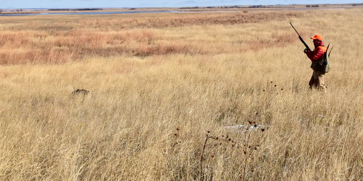 Hunter in blaze orange walking through tall golden prairie grass on a national wildlife refuge