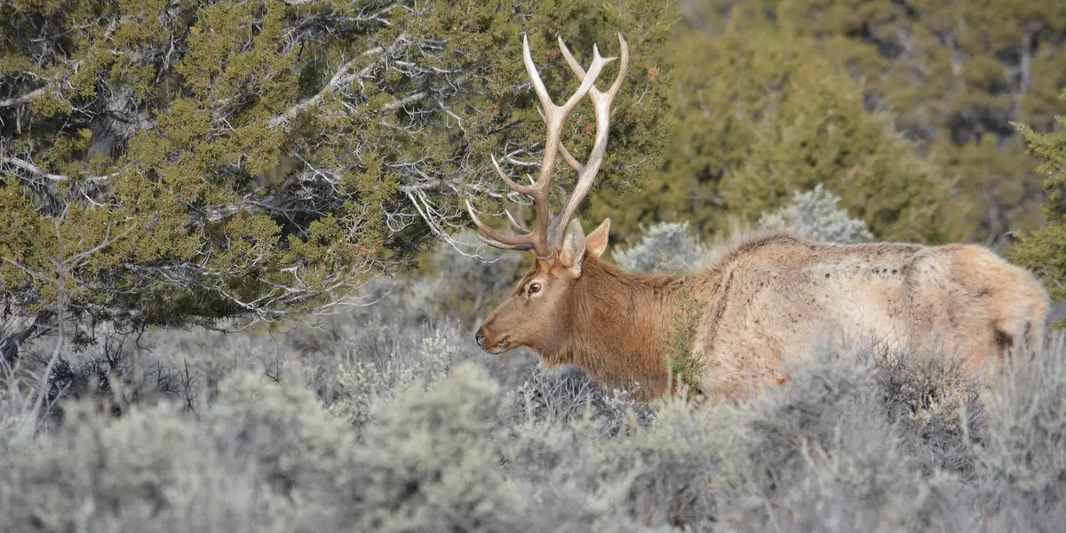 Bull elk with a large rack standing in tall sagebrush below juniper trees in morning light, Utah