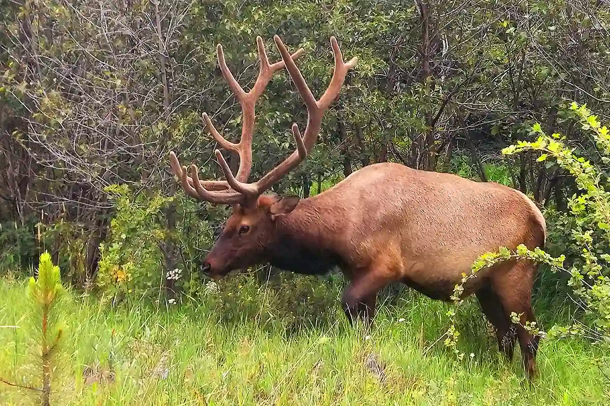 Bull elk with velvet antlers grazing at a forest edge in the Sangre de Cristo Mountains, Colorado