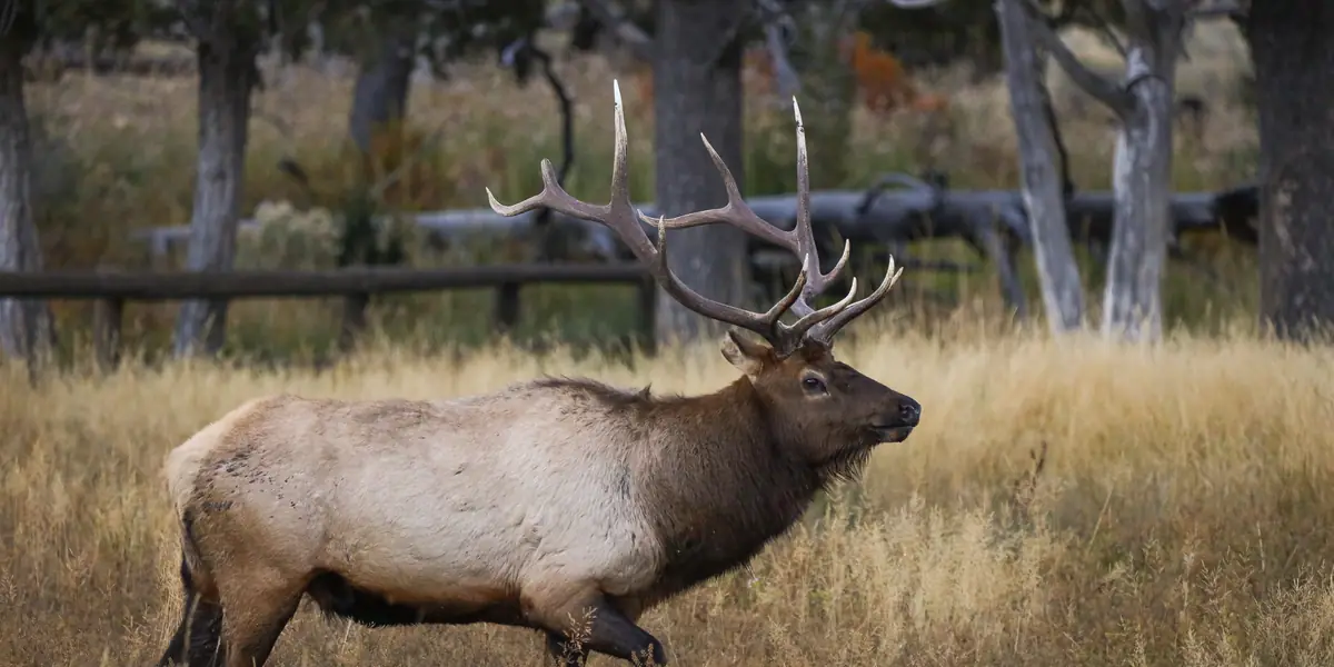 Bull elk with full antlers walking through golden autumn grass