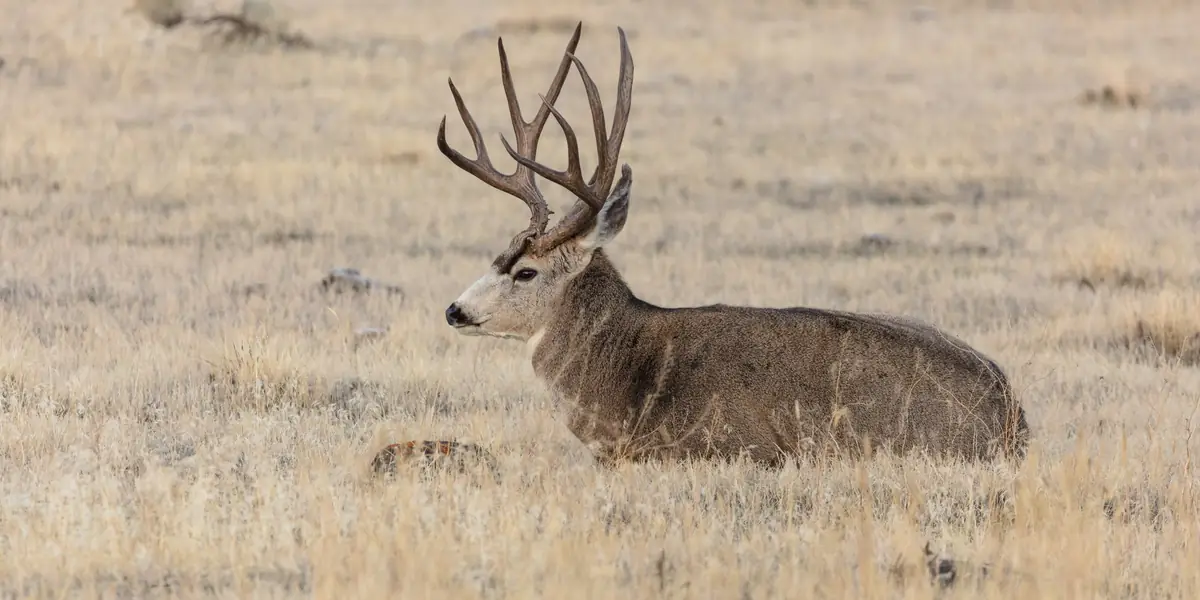 Mature mule deer buck with hard antlers bedded in open grassland
