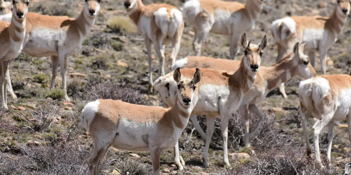 Pronghorn bucks and does in sagebrush at Arapaho National Wildlife Refuge, Colorado