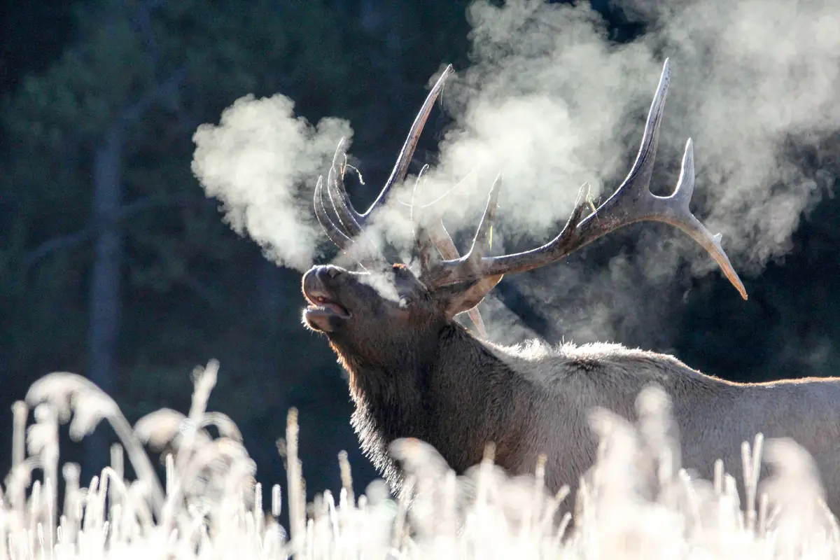 Bull elk bugling on a frosty morning, breath steaming, in the Canyon area of Yellowstone National Park