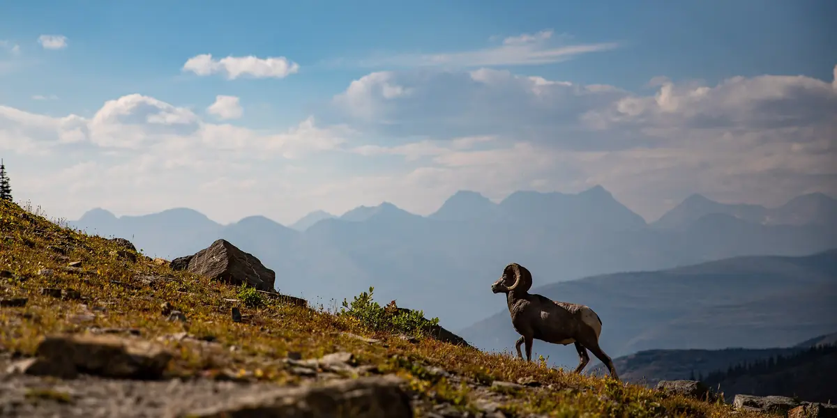 Bighorn sheep ram climbing a steep alpine slope with hazy mountain ridges behind, Glacier National Park, Montana