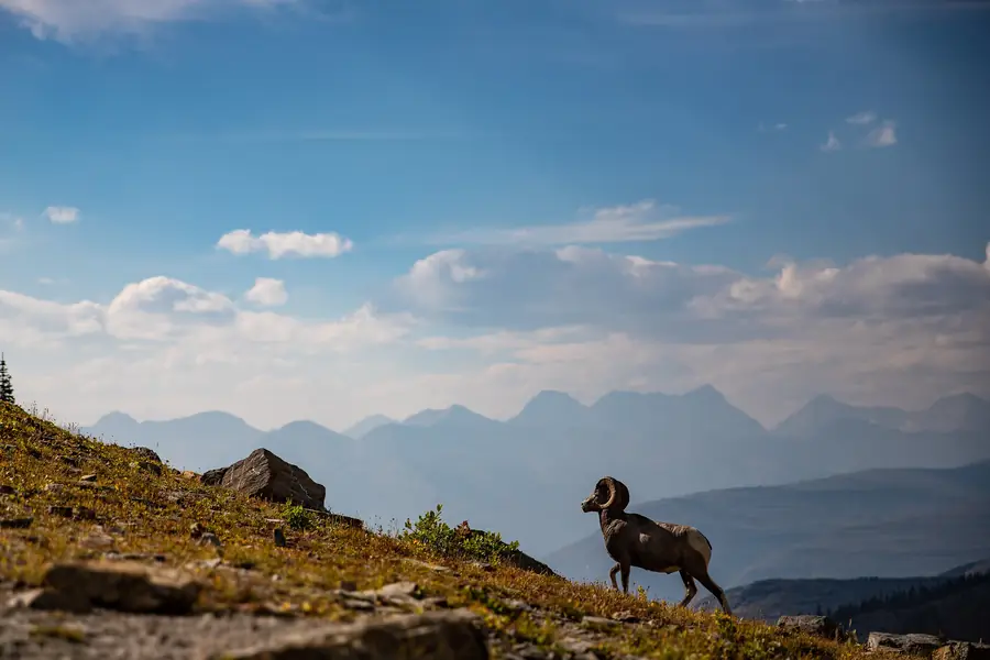 Bighorn sheep ram climbing a steep alpine slope with hazy mountain ridges behind, Glacier National Park, Montana