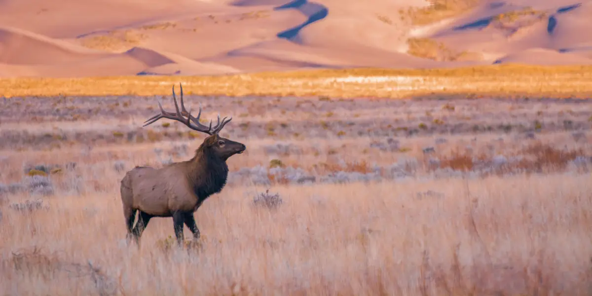 Bull elk standing in golden grass below the Great Sand Dunes at dawn