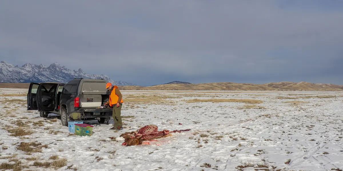 Elk hunter with a harvested elk beside a pickup on snowy flats of the National Elk Refuge, Wyoming