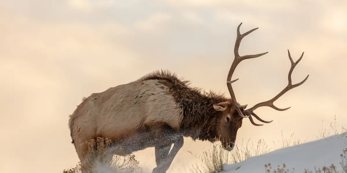 Bull elk pawing through deep snow on a sagebrush slope in warm winter light, Yellowstone National Park