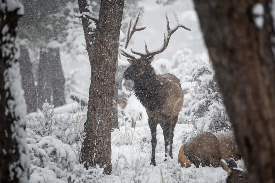 Bull elk with full antlers standing among snowy pines in falling snow