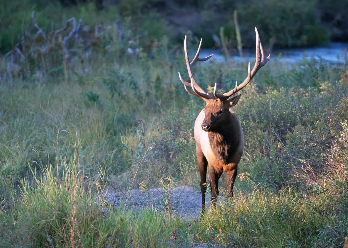 Bull elk standing in a green Montana meadow