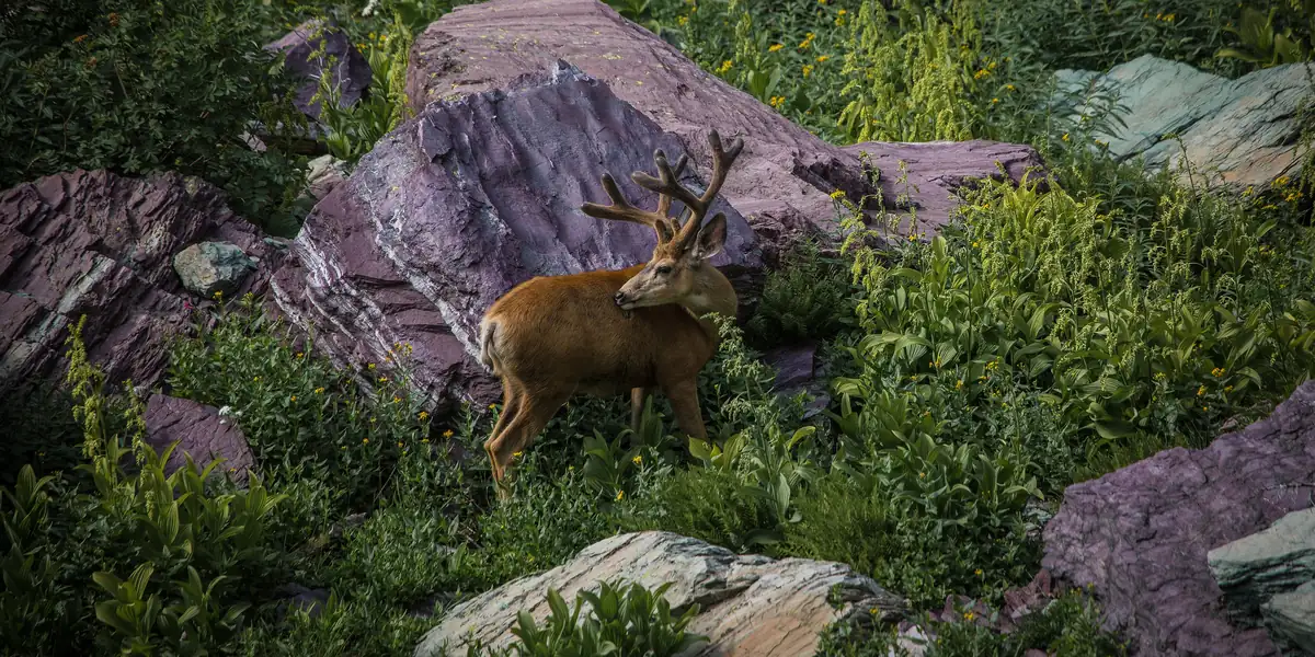 Mule deer buck among rocks and brush in Glacier National Park, Montana