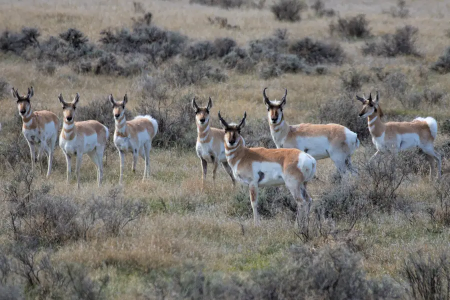 Pronghorn herd on the prairie in the Missouri Breaks, Montana