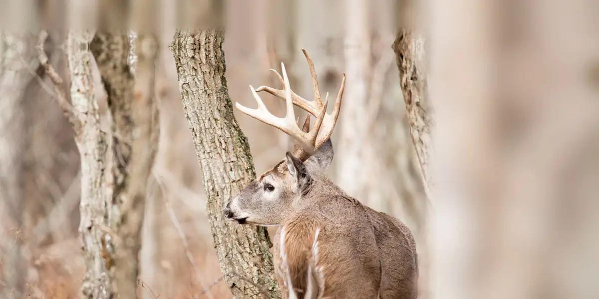 Mature white-tailed buck with a big, wide, many-point hard-antlered rack looking back past a tree in an autumn forest