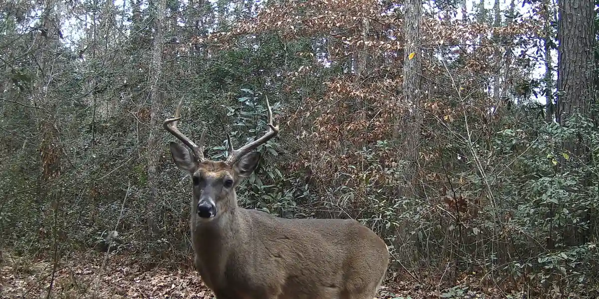 White-tailed buck with an eight-point rack facing the camera in autumn woods at Big Thicket National Preserve, Texas