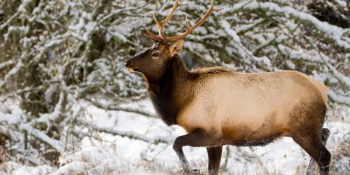 Elk standing in fresh snow among frosted trees