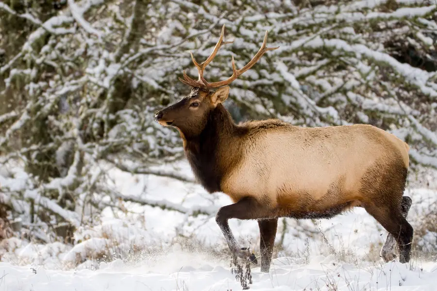Elk standing in fresh snow among frosted trees