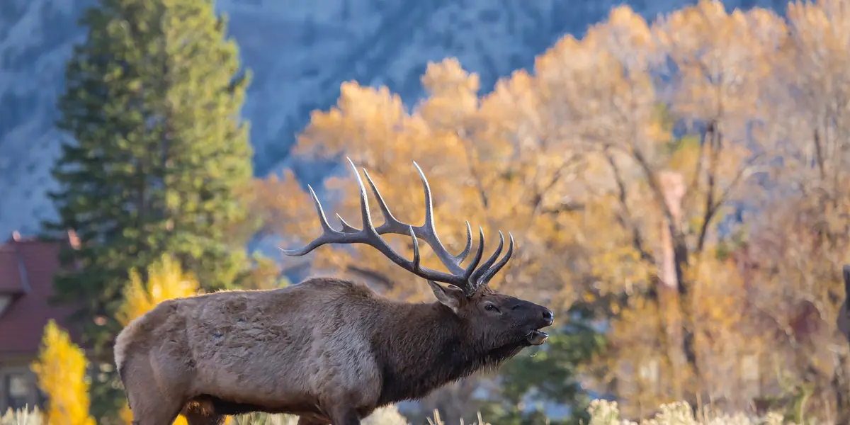 Bull elk bugling beside golden autumn aspens at Mammoth Hot Springs, Yellowstone