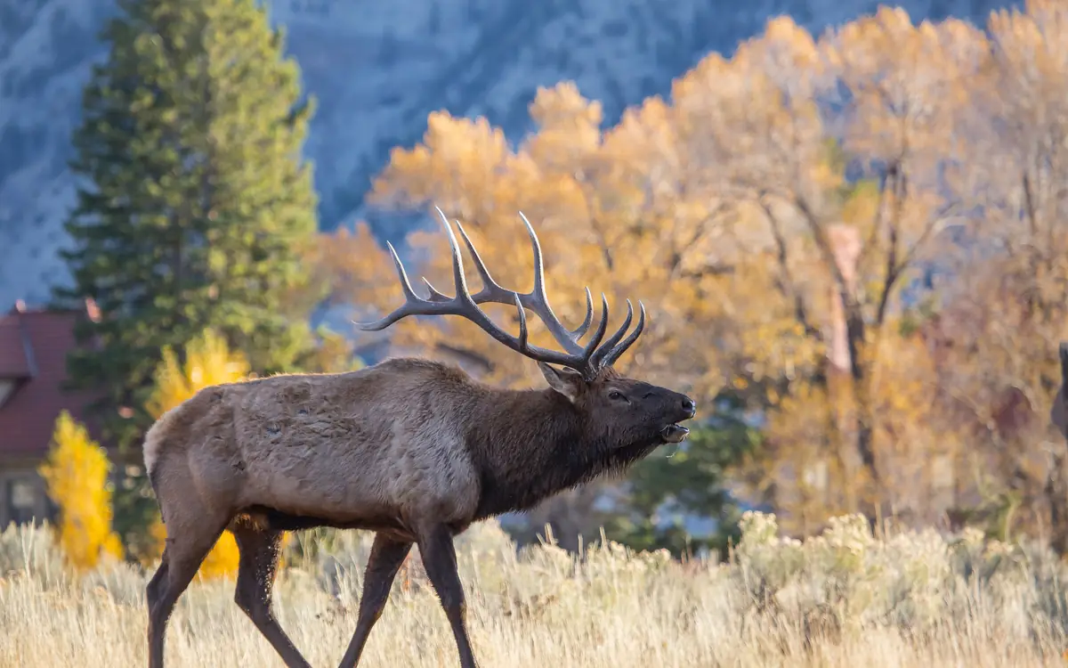Bull elk bugling beside golden autumn aspens at Mammoth Hot Springs, Yellowstone