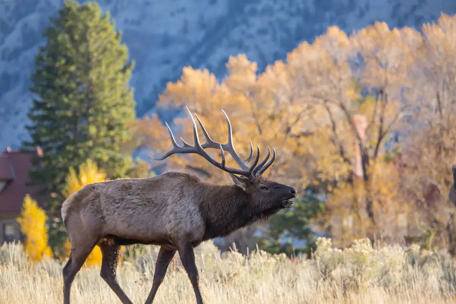 Bull elk bugling beside golden autumn aspens at Mammoth Hot Springs, Yellowstone