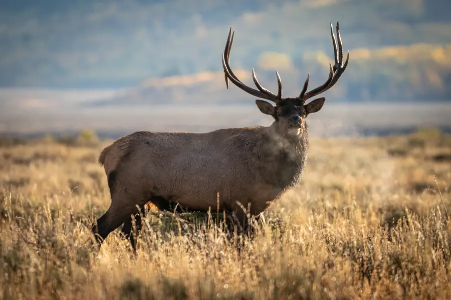 Bull elk with large antlers standing in golden sagebrush