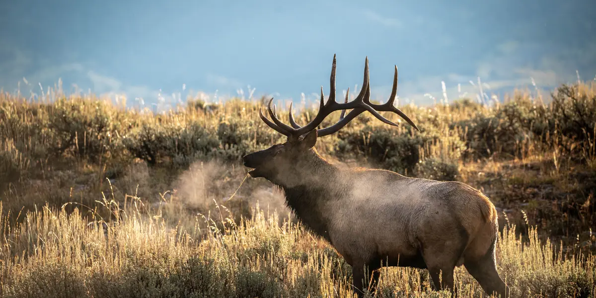 Bull elk bugling in golden sagebrush under a blue sky