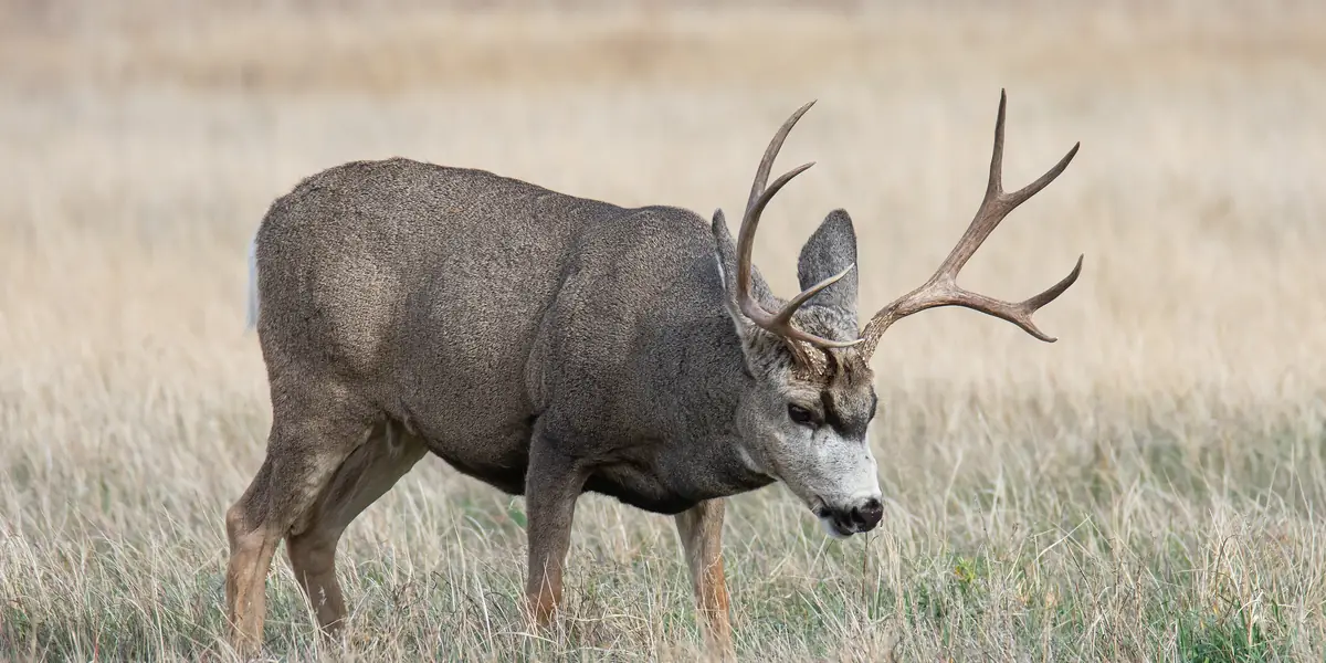 Mule deer buck with wide antlers grazing in grass on the National Elk Refuge, Wyoming