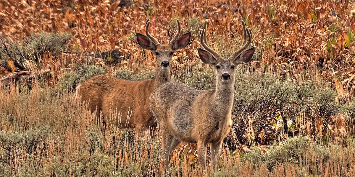Group of mule deer bucks in rust-colored autumn brush