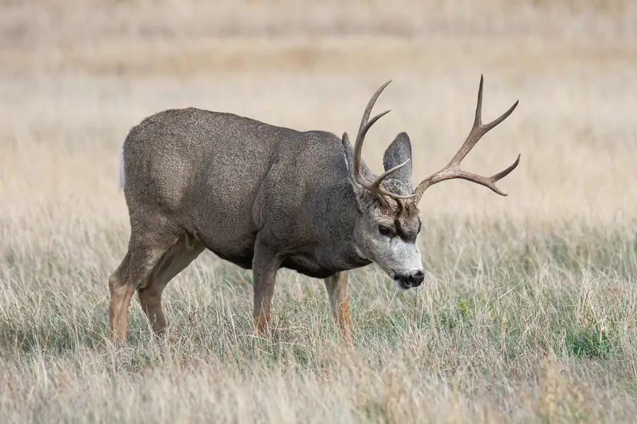 Mule deer buck with wide antlers grazing in grass on the National Elk Refuge, Wyoming