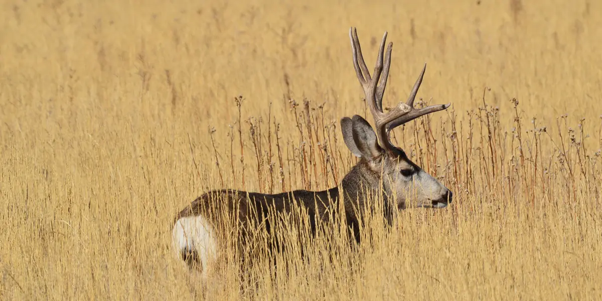Mule deer buck bedded in tall golden grass