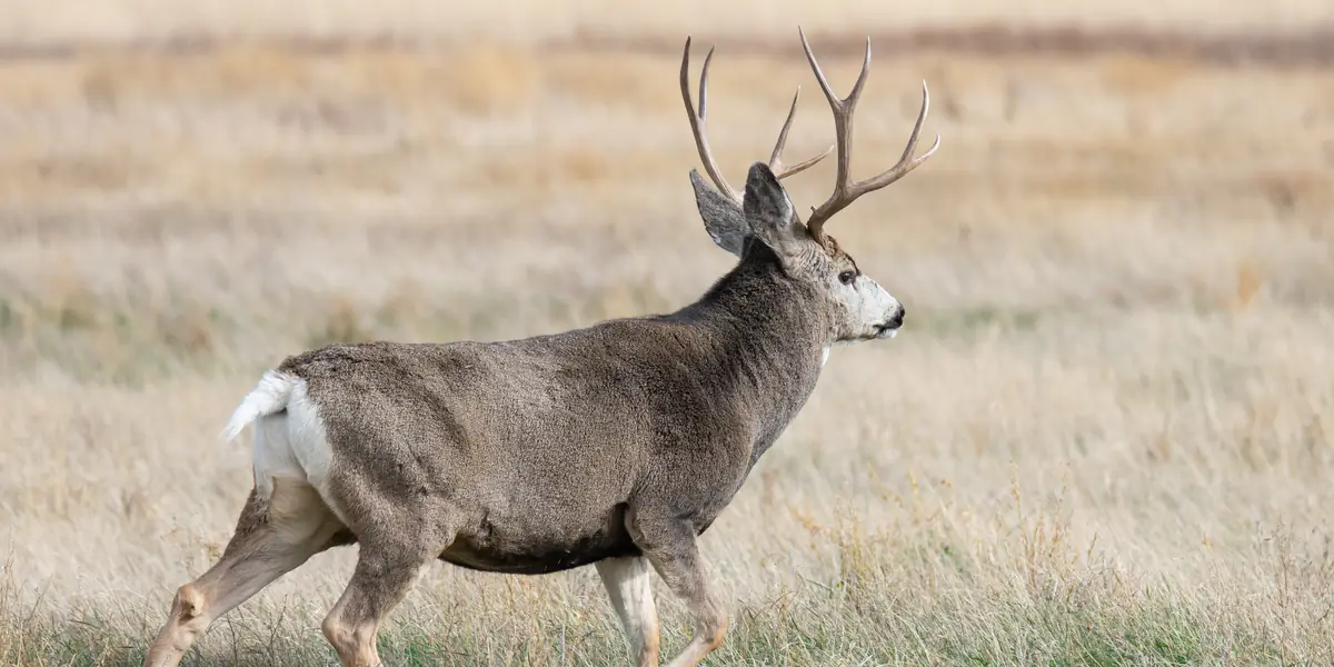 Big mule deer buck walking through autumn grass on the National Elk Refuge, Wyoming