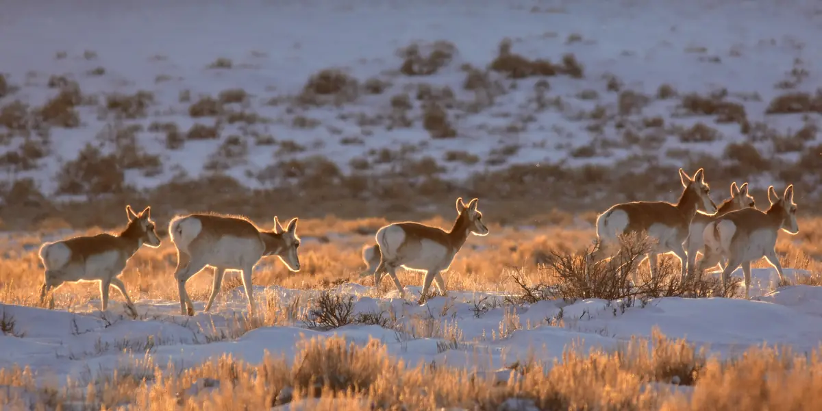 Pronghorn herd crossing frosty sagebrush flats on Seedskadee National Wildlife Refuge, Wyoming
