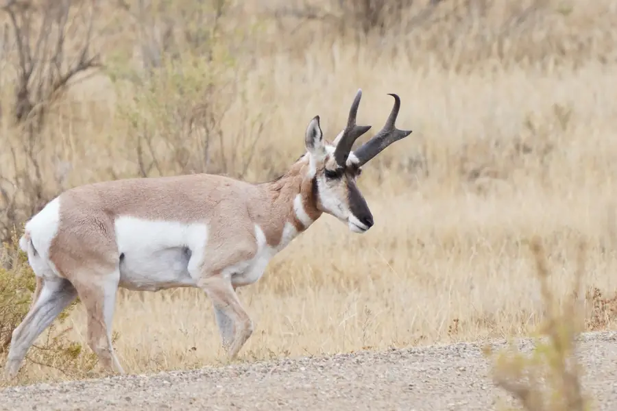 Pronghorn buck with full black horns walking through golden prairie grass at Theodore Roosevelt National Park, North Dakota