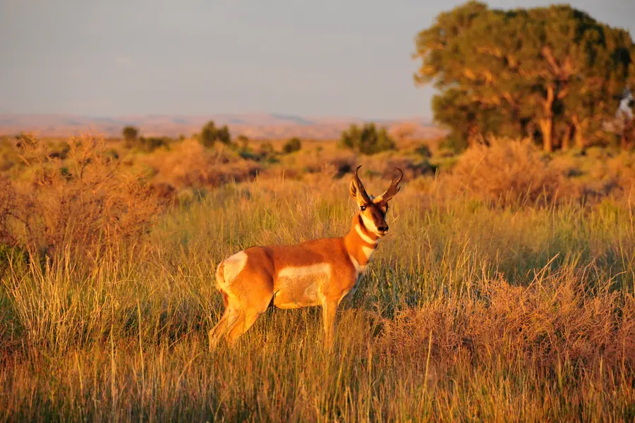 Pronghorn buck standing in golden evening grass on Seedskadee National Wildlife Refuge, Wyoming