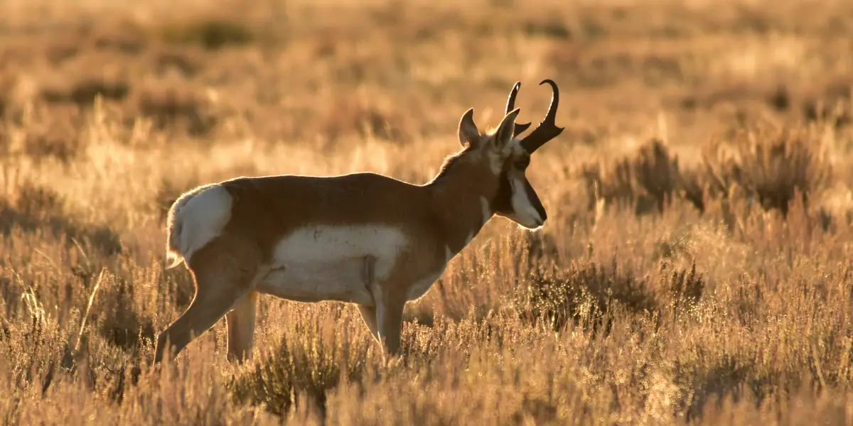 Pronghorn buck walking through golden sagebrush at sunset on Seedskadee National Wildlife Refuge, Wyoming