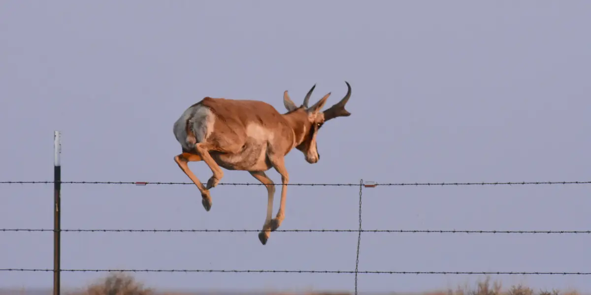 Pronghorn buck leaping a barbed-wire fence on Seedskadee National Wildlife Refuge, Wyoming