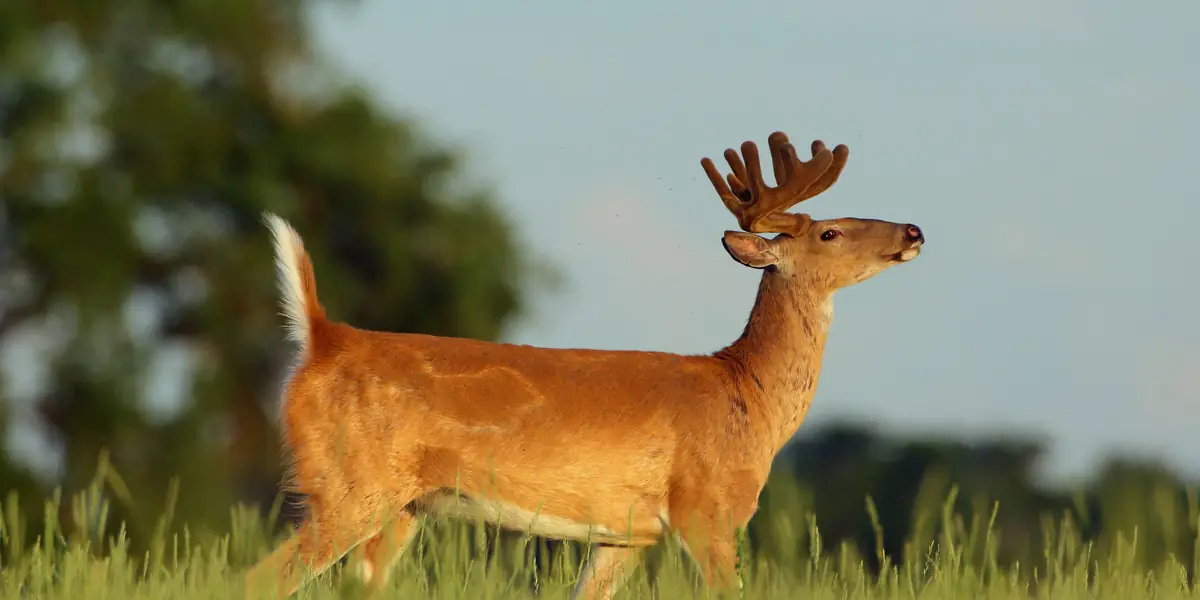 White-tailed deer buck in velvet antlers standing in tall green grass