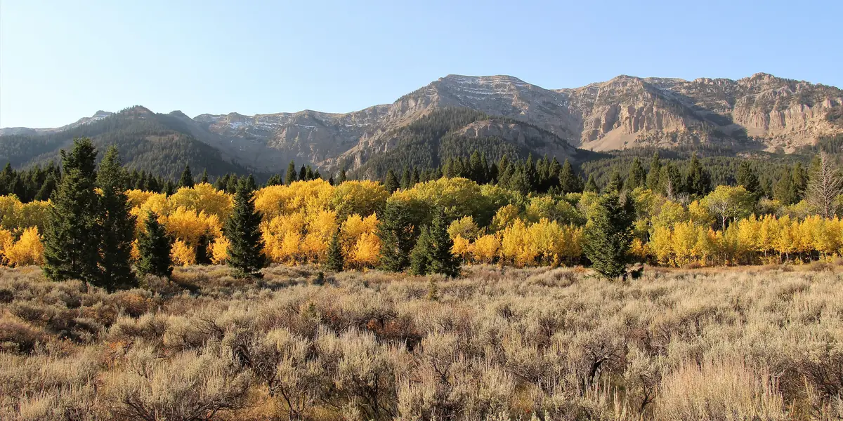 Yellow aspens and sagebrush in front of mountains at Red Rock Lakes National Wildlife Refuge, southwest Montana