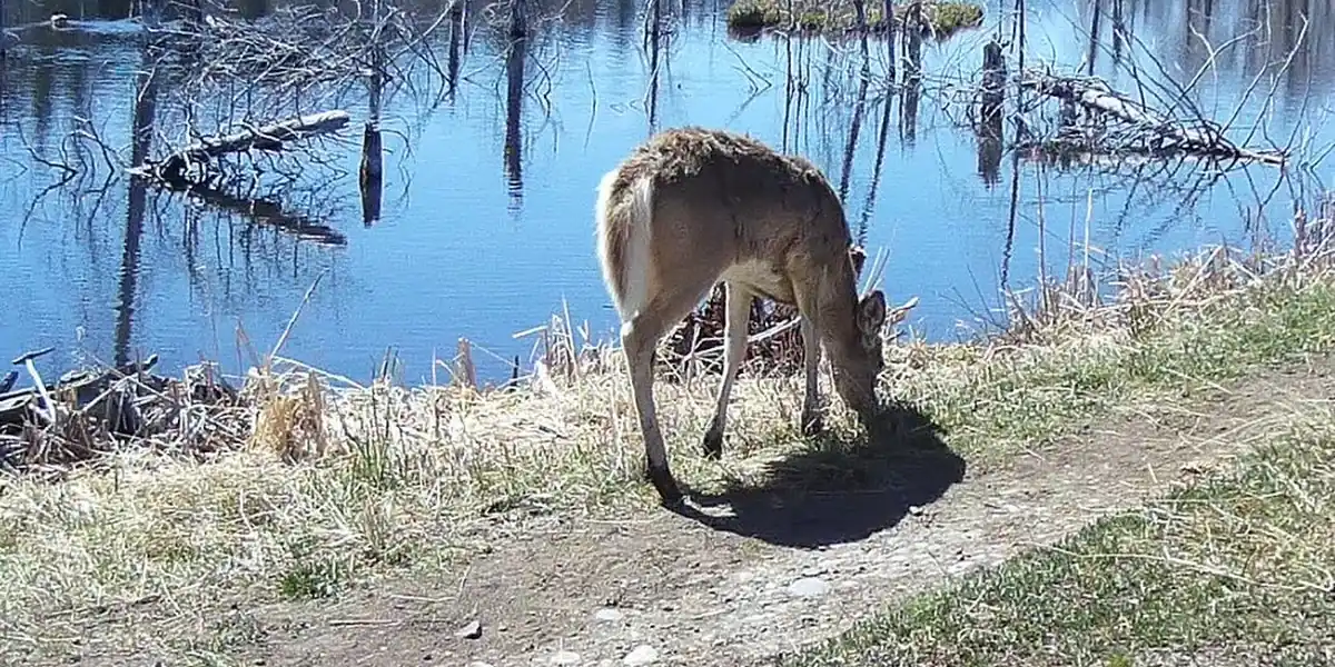 Trail camera photo of a white-tailed deer feeding along a pond-side trail on the National Elk Refuge