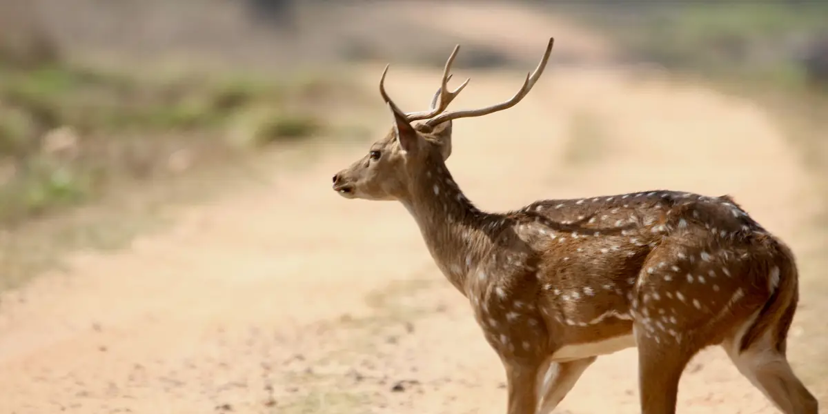 Axis deer stag with full antlers walking along a dirt track
