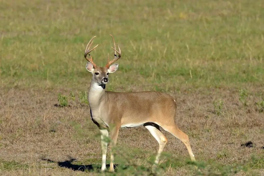 White-tailed buck with full antlers standing in a Texas grass pasture