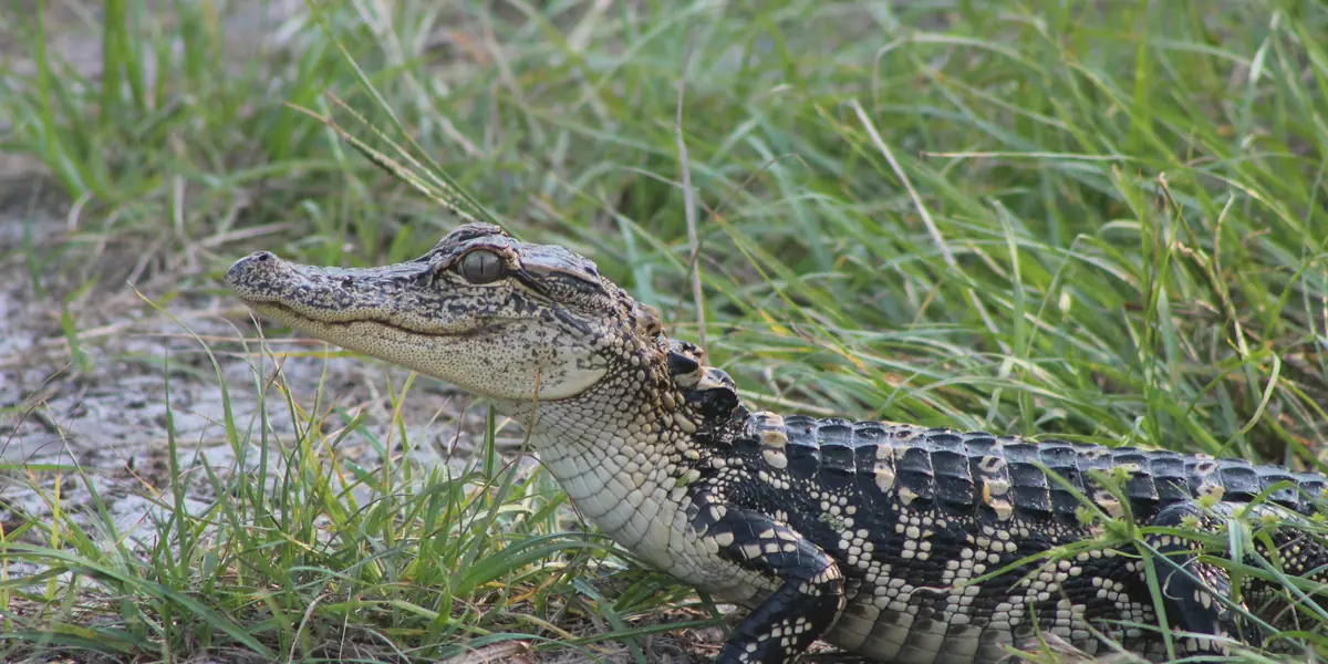 Young American alligator in sunlit grass, head raised and eye in sharp focus