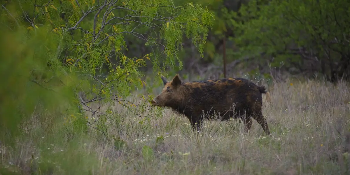 Feral hog in brushy grassland on a ranch near Albany, Texas